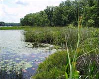 Aquatic plant communities