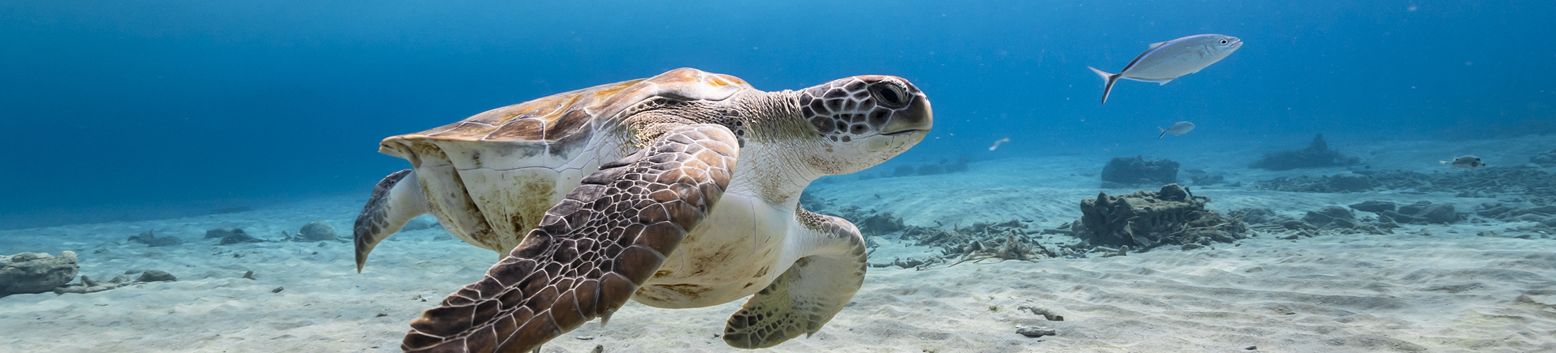 Turtle swimming underwater.