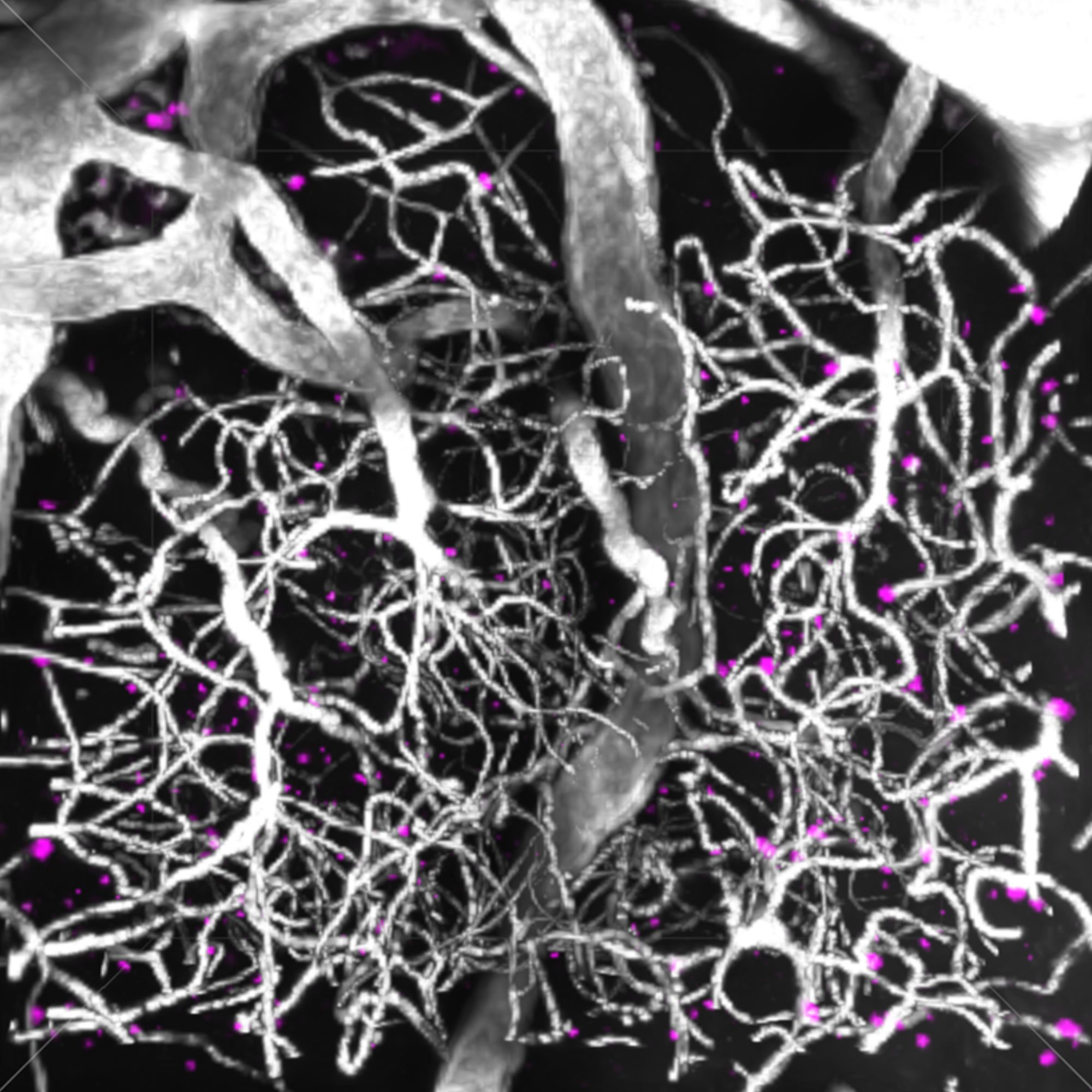 vessels and pericytes top view