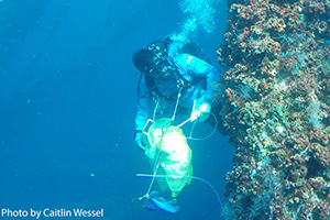 Scuba diver looking at coral