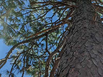 Timber Makes a Nice Foundation
