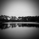 Lake with trees around it