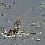 Alligator