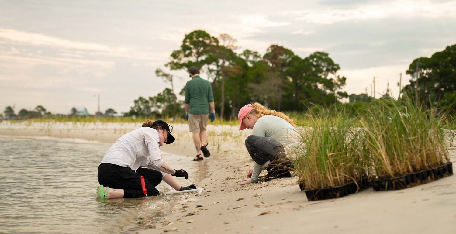 University of South Alabama students, faculty and volunteers planted 16,000 plugs of salt marsh grass along the shore of Dauphin Island during the summer. Camille Thompson, right, is focusing her master’s thesis on the plant’s role in strengthening shorelines. 
