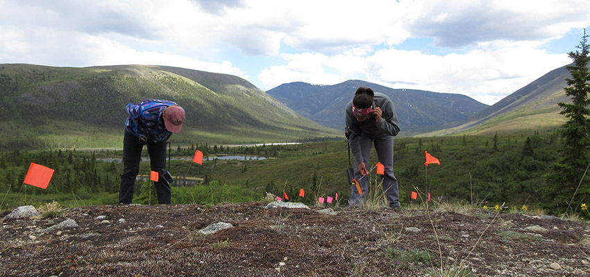 Archaeologists conducting surface survey. Each flag represents an artifact observed on the surface.